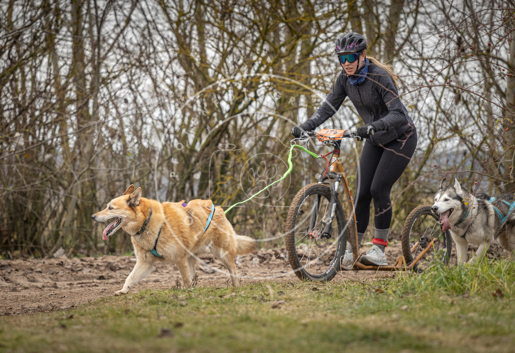 Pfotenfotografie_DV3A0155 | Hundefotografie, Tierfotograf, Pfotenfotografie, Fotoshooting Hund, Hunde Portrait, Hundesport, Hundeportraits, Heideshooting, Hunde, Sportfotograf, Hundefotograf, Turnierhundsport, THS,  - Realisiert mit Pictrs.com