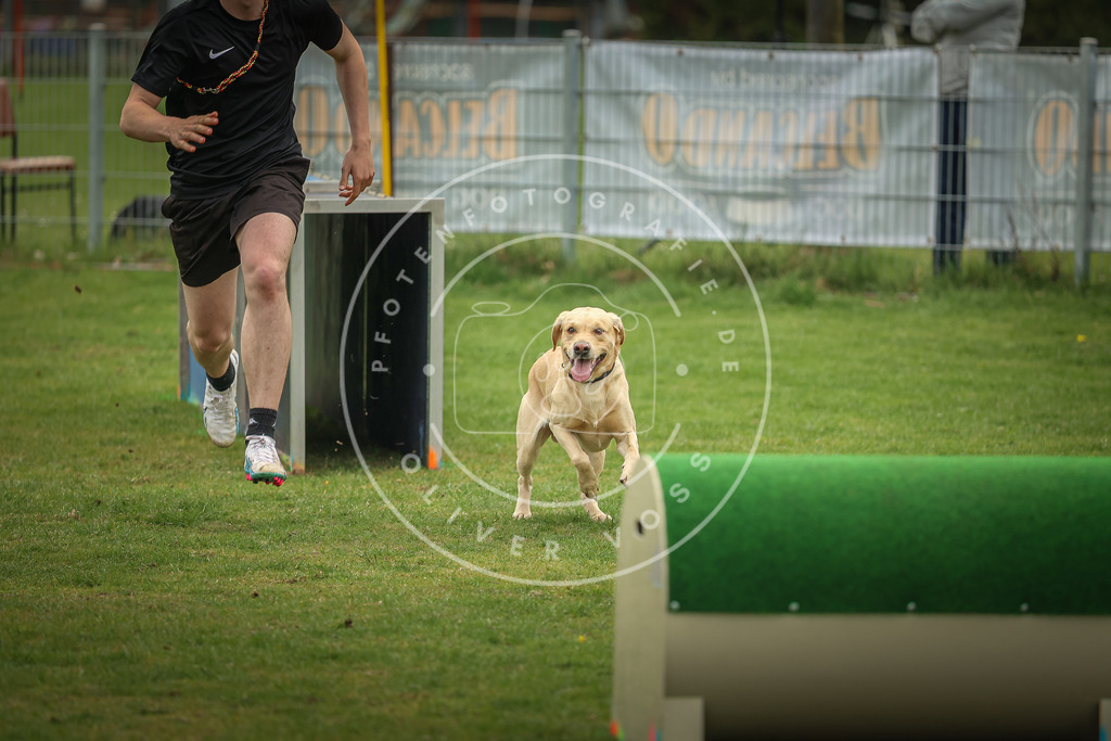 Pfotenfotografie_0L8A1385 | Hundefotografie, Tierfotograf, Pfotenfotografie, Fotoshooting Hund, Hunde Portrait, Hundesport, Hundeportraits, Heideshooting, Hunde, Sportfotograf, Hundefotograf, Turnierhundsport, THS,  - Realisiert mit Pictrs.com