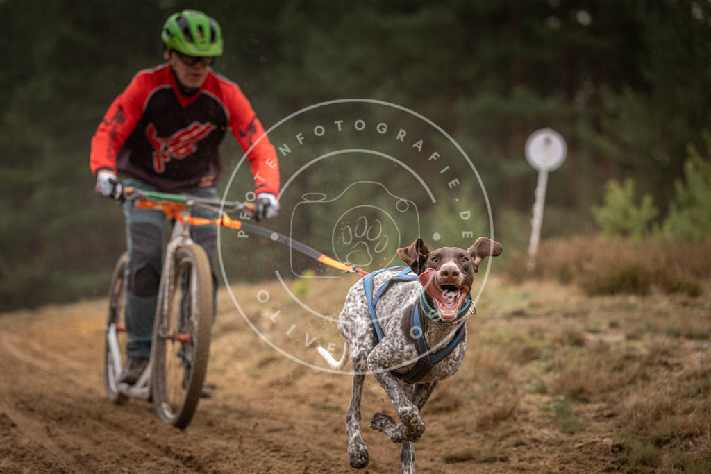 Pfotenfotografie_DV3A4694 | Hundefotografie, Tierfotograf, Pfotenfotografie, Fotoshooting Hund, Hunde Portrait, Hundesport, Hundeportraits, Heideshooting, Hunde, Sportfotograf, Hundefotograf, Turnierhundsport, THS,  - Realisiert mit Pictrs.com