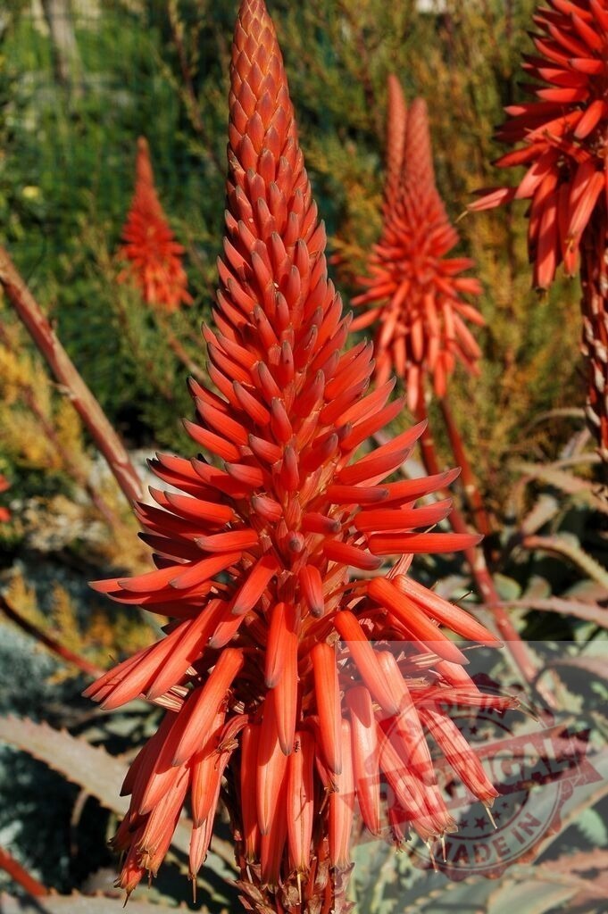 Aloe arborescens showing a bright red color in a botanical garden | Close up of an aloe arborescens, a large, multi-headed succulent, showing a bright red color - Realisiert mit Pictrs.com