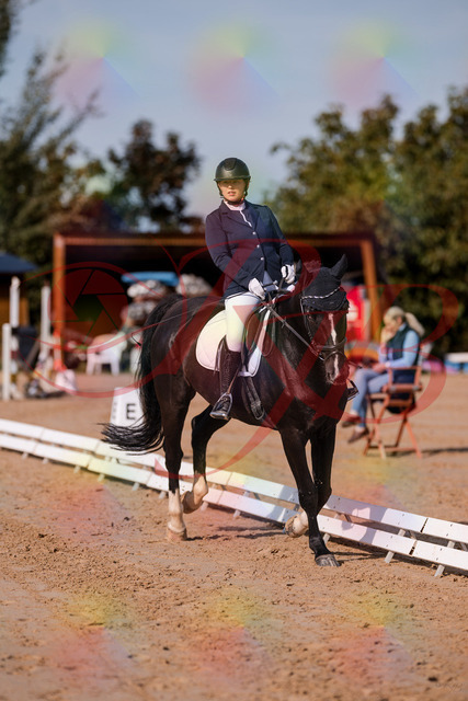 2026_10_03_Siefer-Hof_113745_Z81_81350277 | Professionelle Reitsport-, Turnier- und Eventfotografie von Robert Broda. Galerien mit ausgewählten und bearbeiteten Bildern direkt online ansehen und bestellen.