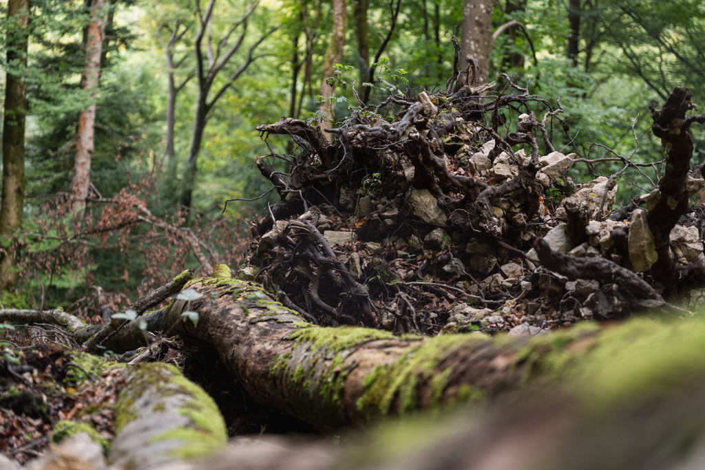 ZD250916092945 | Fotoshop von zweidimensional Fotografie. Ihr Fotograf im Aargau. Abzüge von Ihrem Fotobox Event bestellen.Abzüge von Ihrem Hochzeit bestellen.Abzüge von Ihrem Schulfotograf bestellen.