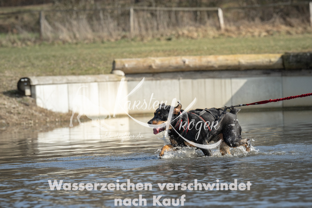 1352_ZZ98481 | kk-dogfotos