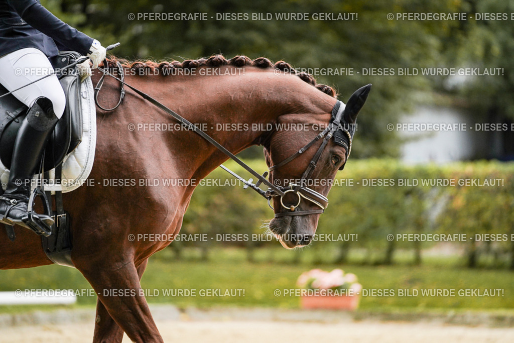 DSC06847 | Pferdegrafie