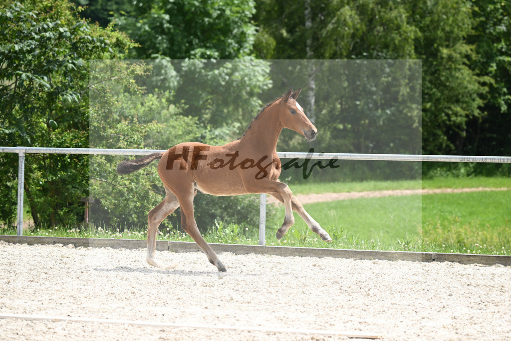 Viva Vitalis x Locksley III_SF_Ochs_20240493 | hf-fotografie - Realizzato con Pictrs.com