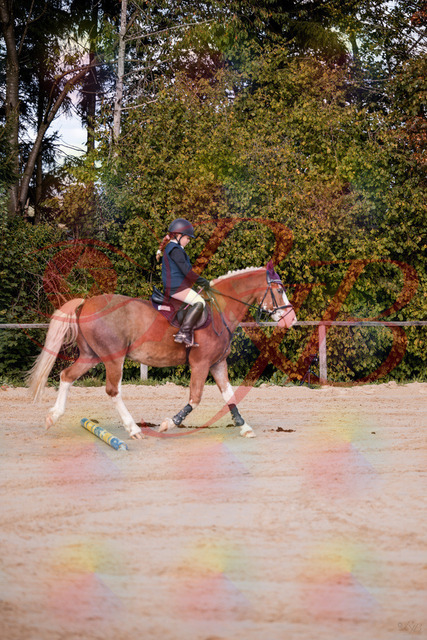 2026_10_03_Siefer-Hof_144418_Z81_18003877 | Professionelle Reitsport-, Turnier- und Eventfotografie von Robert Broda. Galerien mit ausgewählten und bearbeiteten Bildern direkt online ansehen und bestellen.