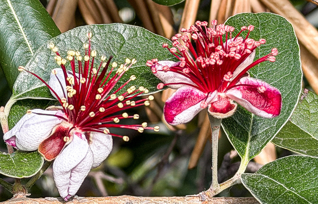 Wandbild Ananas Guave – Poster Exotische Blüte Feijoa Fotokunst | Bringe spektakuläre tropische Eleganz in deine Räume. Dieses edle Wandbild zeigt die seltene Blüte einer Ananas-Guave (Feijoa) in einer faszinierenden Makro-Aufnahme. Die Kombination aus den leuchtend roten Staubblättern, den fleischigen rosa Blütenblättern und den sattgrünen Blättern im Hintergrund macht diese hochwertige Fotokunst zu einem absoluten Design-Statement für jedes moderne Zuhause. Bestelle dieses botanische Meisterwerk jetzt direkt als edles Poster, hochwertige Leinwand oder exklusiven Fine-Art-Print auf bestem Papier! - Realisiert mit Pictrs.com