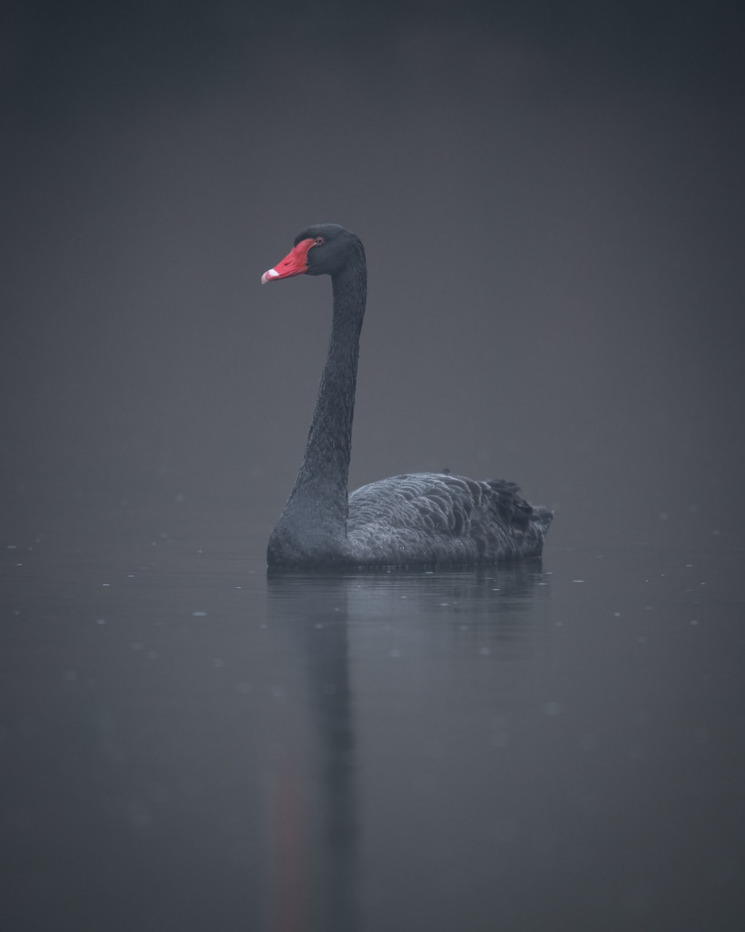 DSC_8890-Bearbeitet | Ich bin Fotograf aus Neuburg an der Donau und spezialisiere mich auf Wildlife-Fotografie, Landschaftsaufnahmen und Portraits.Ob Hochzeit, Familienbilder oder Naturaufnahmen – ich fange echte Momente ein, die bleiben. 