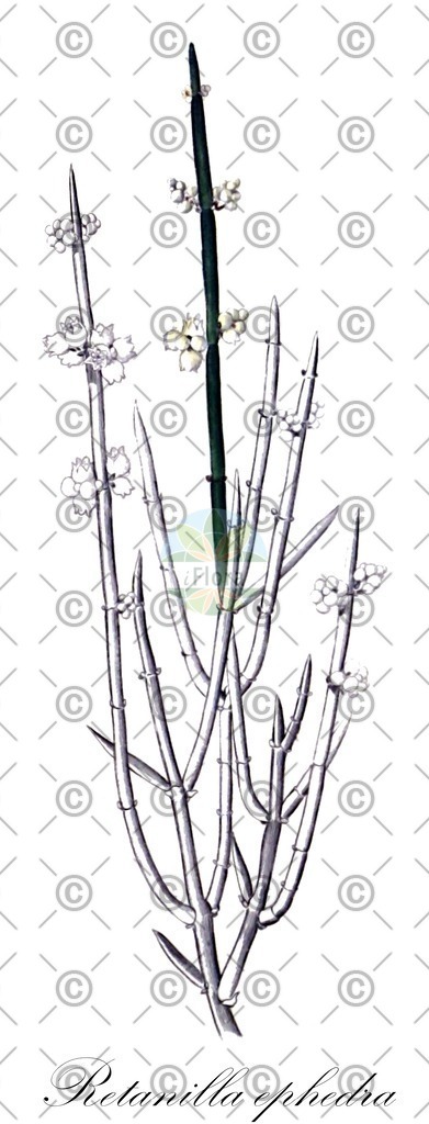 HistAbb_wfo-0000404439_1_ENZY_Simple | Historische Abbildung von Retanilla ephedra - Rhamnaceae | Historical Illustration of Retanilla ephedra - Rhamnaceae