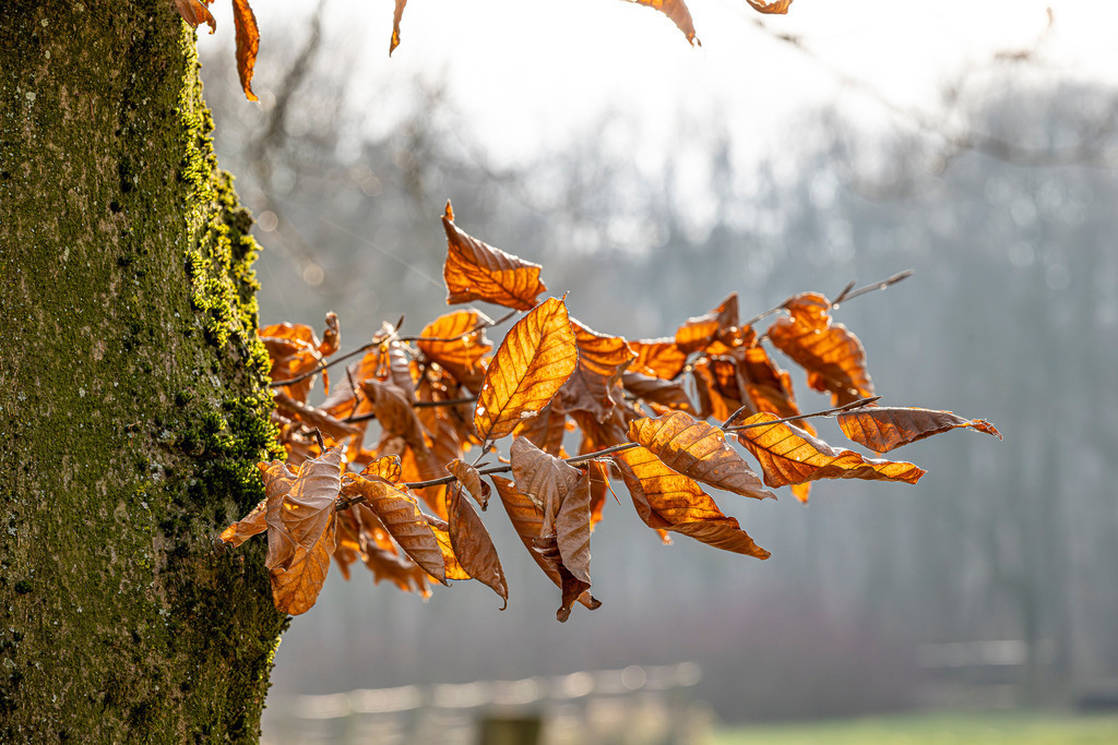 Natur | Auch im Winter zeigt die Natur ihre leisen Wunder.Die Sonne erinnert uns daran: Der Frühling kommt. - Realisiert mit Pictrs.com