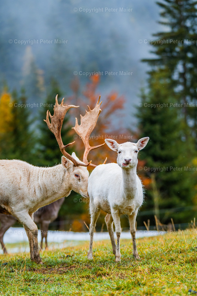 Sonnenalm-13 | piet_flosse