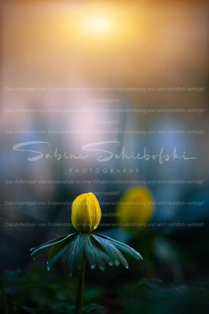 Wandbild Winterling | People- und Tierfotografie, Imageaufnahmen, Veranstaltungsfotografie und Wandbilder aus der Natur ★ Made in Germany ✔️ Druck + Downloads ✔️ Naturfotografie in Top Qualität ★ schneller Versand, weltweite Lieferung! - Realisiert mit Pictrs.com