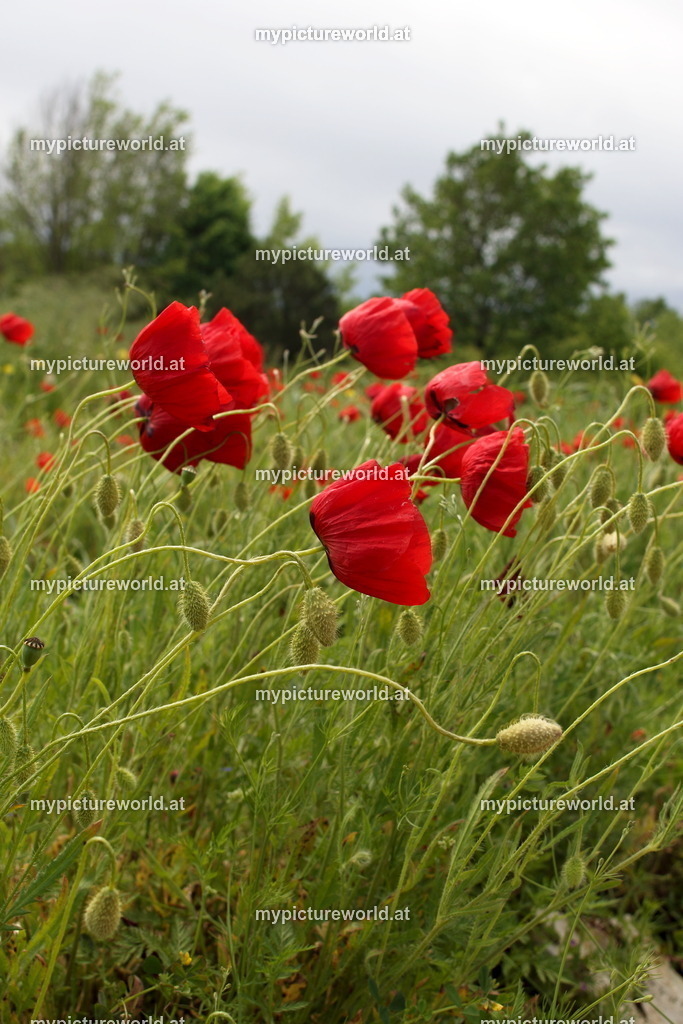 Klatschmohn-043 | Das Bilderarchiv über Tiere, Planzen und Landschaften. In der Bilddatenbank finden Sie ein große Auswahl an hochwertigen Bilder für Ihre Werbung - Realisiert mit Pictrs.com
