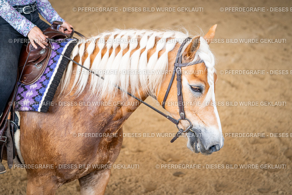 DSC02521 | Pferdegrafie