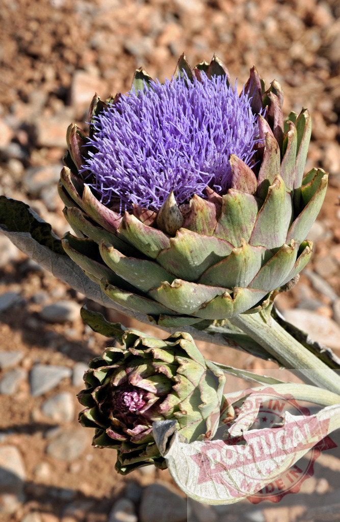 Blooming artichoke flower head with purple thistle and green leaves growing in rocky soil | Vibrant purple thistle blooming from artichoke flower head with green leaves, growing in rocky soil, showcasing nature's beauty - Realisiert mit Pictrs.com