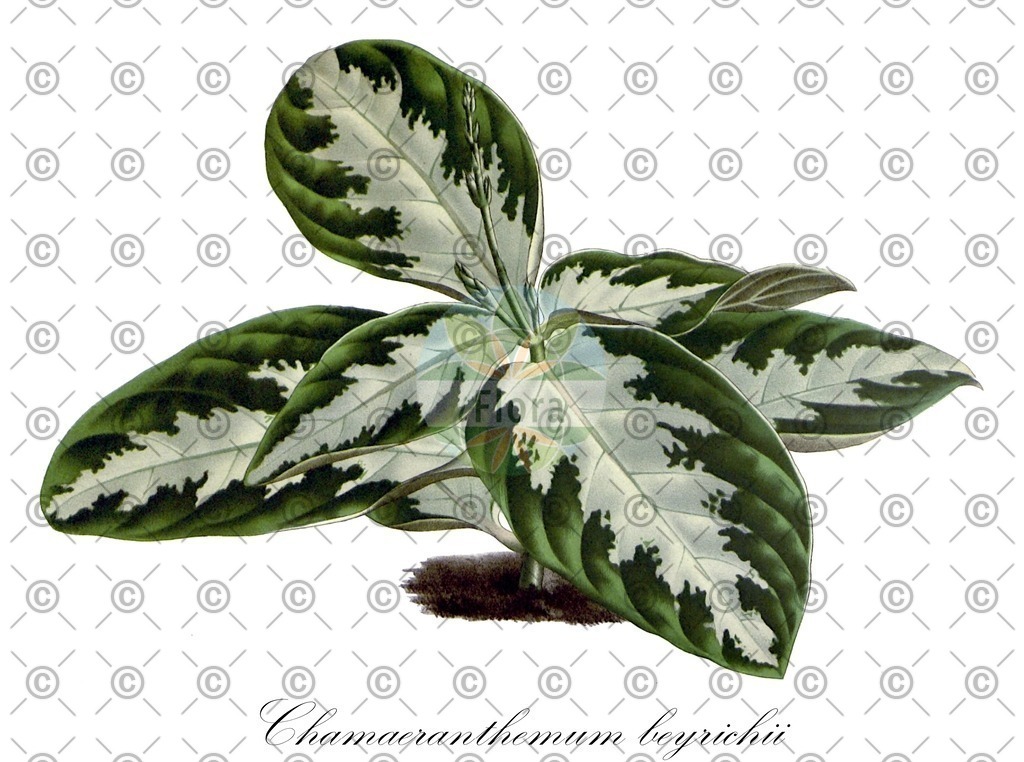 HistAbb_wfo-0000599647_2_ENZY_Simple | Historische Abbildung von Chamaeranthemum beyrichii - Acanthaceae | Historical Illustration of Chamaeranthemum beyrichii - Acanthaceae
