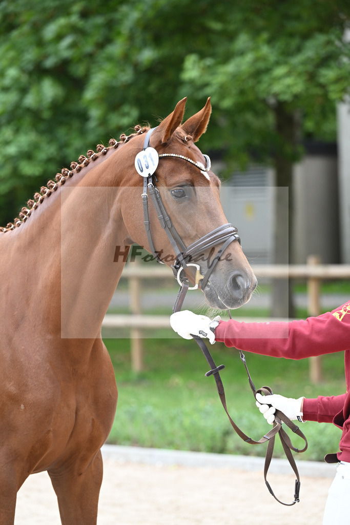 Kat-Nr. 31 Vienna Calling_Strohmeier_49221041 | hf-fotografie - Realisiert mit Pictrs.com