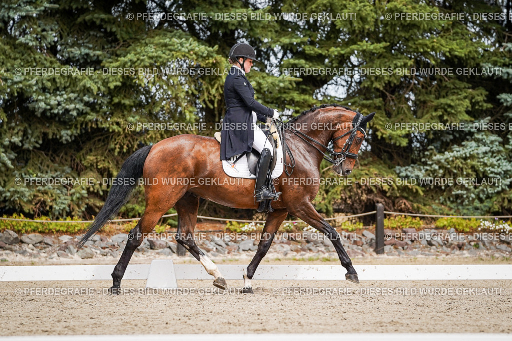 DSC06556 | Pferdegrafie