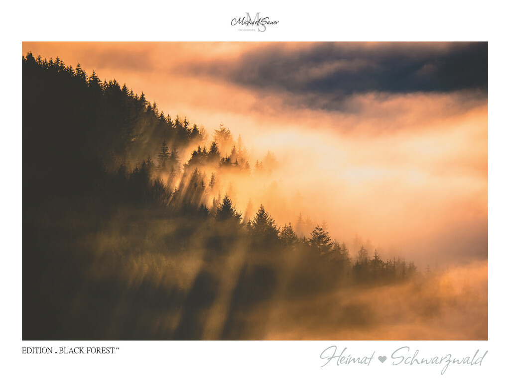 Edition "BLACK FOREST" | Motiv: Nebelverhüllter Schwarzwald im Morgenlicht. Die beliebtesten Fotografien aus dem Schwarzwald als signierte Sonderedition. Eine exklusive Wanddekoration für alle Liebhaber von traumhaften Schwarzwaldlandschaften. Hochwertige Wandbilder in brillanter Druckqualität auf Acrylglas, Alu-Dibond und Leinwand für Ihr Zuhause – inklusive rückseitige Aufhängung.
 - Realisiert mit Pictrs.com