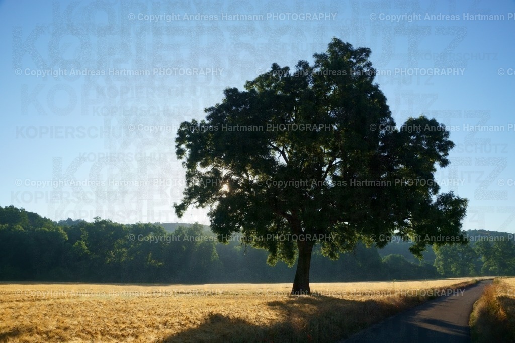 Esche im Gerstenfeld bei Morgenlicht | Esche im Gerstenfeld bei Morgenlicht - Realisiert mit Pictrs.com