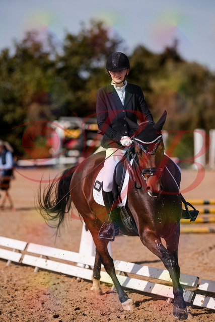 2026_10_03_Siefer-Hof_125801_Z81_47606901 | Professionelle Reitsport-, Turnier- und Eventfotografie von Robert Broda. Galerien mit ausgewählten und bearbeiteten Bildern direkt online ansehen und bestellen.