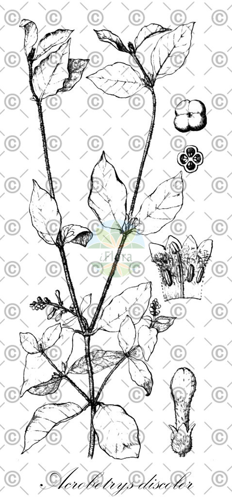 HistAbb_wfo-0000418068_1_ENZY_Simple | Historische Abbildung von Acrobotrys discolor - Rubiaceae | Historical Illustration of Acrobotrys discolor - Rubiaceae