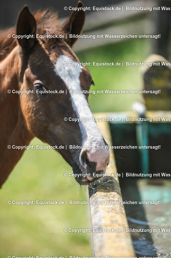 20210617_Fohlen_0247 | Foto: Thomas Hartig