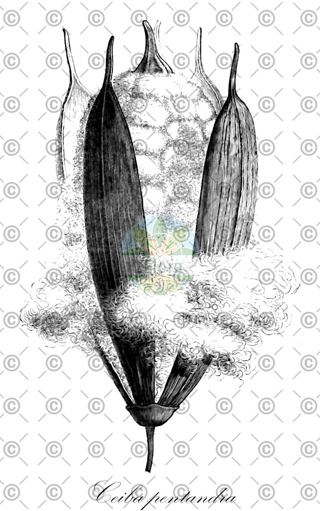 HistAbb_wfo-0000592594_2_ENZY_Simple | Historische Abbildung von Ceiba pentandra - Malvaceae (Kapokbaum) | Historical Illustration of Ceiba pentandra - Malvaceae