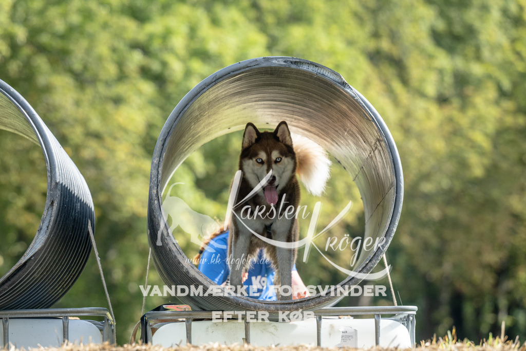 1017_ZZ91702 | kk-dogfotos