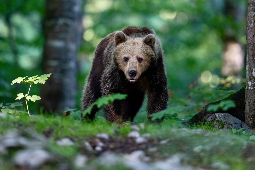 _DSC3443 | Ich fotografiere aus Leidenschaft auf meinen Reisen und im Rhein- / Ruhrgebiet , Landschaften, Tiere und Porträts. 

Kaufen Sie die Bilder (u.a. Venedig, Südtirol, Galapagos, Düsseldorf, Indien, Blumen etc.) in einer geschützten Galerie bequem online. - Realisiert mit Pictrs.com