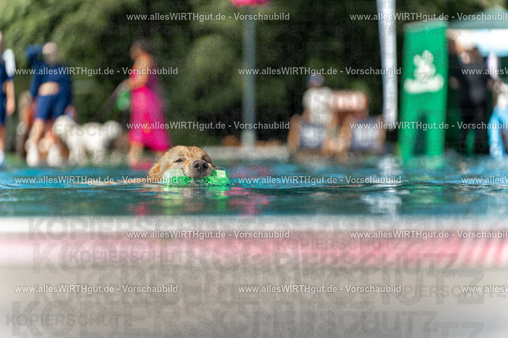 Hundeschwimmen_Volksbad_2026-allesWIRTHgut_Tierfotografie-2609061208-111844-7R500224 | Professionelle Tierfotografie in Mönchengladbach von Daniel Wirth (allesWIRTHgut). Liebevolle & natürliche Bilder von Hunden & Katzen für unvergessliche Erinnerungen.