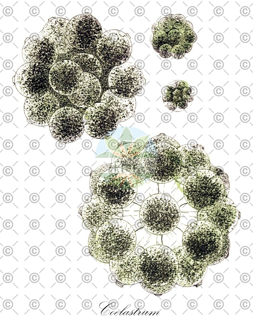 HistAbb_wfo-0000905794_1_ENZY_Simple | Historische Abbildung von Coelastrum - Scenedesmaceae (0) | Historical Illustration of Coelastrum - Scenedesmaceae (0)