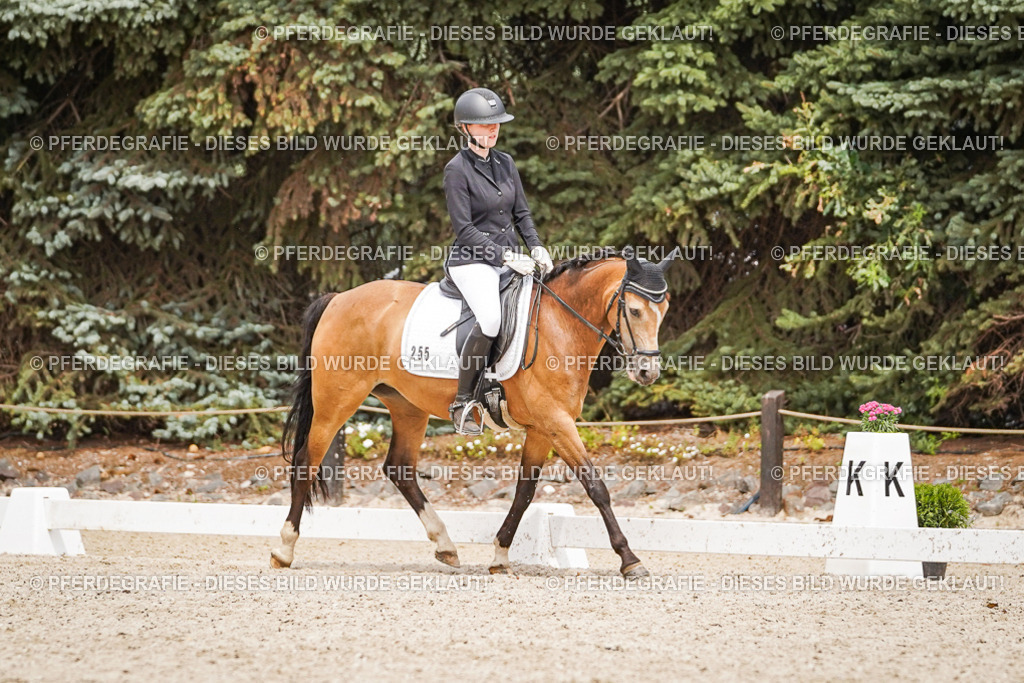 DSC04351 | Pferdegrafie