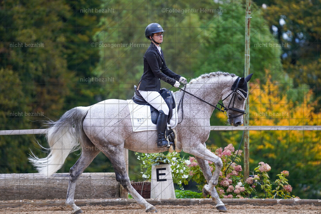 20221008-FAH00688 | Diessen am Ammersee, 2022, Dressur- und Springturnier, Reitsportbilder, Turnierfotografen Bayern, Pferdefotografen, Fotoagentur Herrmann, Turnierbilder