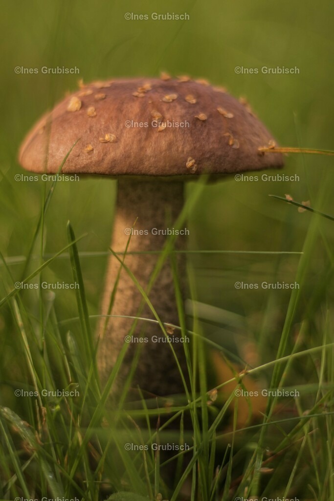 Birkenpilz | Lila Lubbenbomm - Artwork by Ines Grubisch - Realisiert mit Pictrs.com