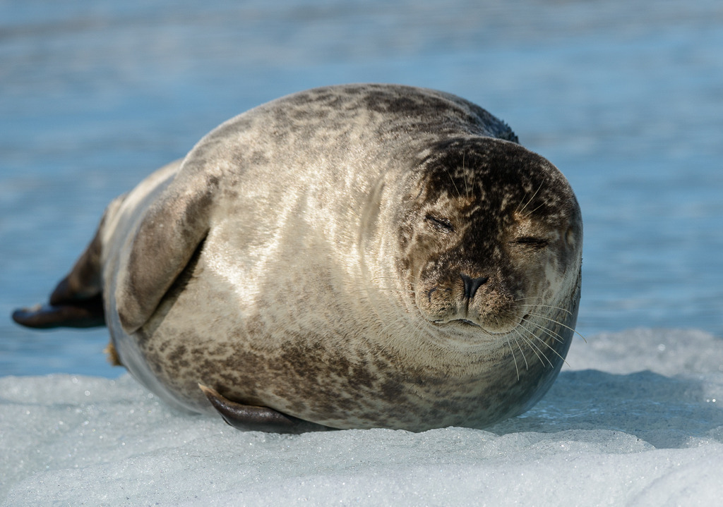 seehund-2019-332 | Im Winter tummeln sich hunderte Seehunde in der fischreichen Gletscherlagune Jökulsárlón im Süden von Island. Aber auch im Sommer wie hier Ende Juni sind Robben zu entdecken. - Realisiert mit Pictrs.com