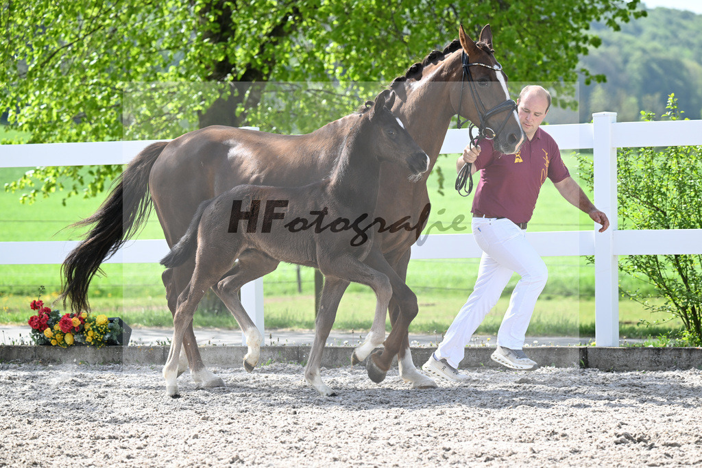 Kat-Nr. 39 HF Sebastino PS x Fuerstano_Heilemann_23260237 | hf-fotografie - Realisiert mit Pictrs.com