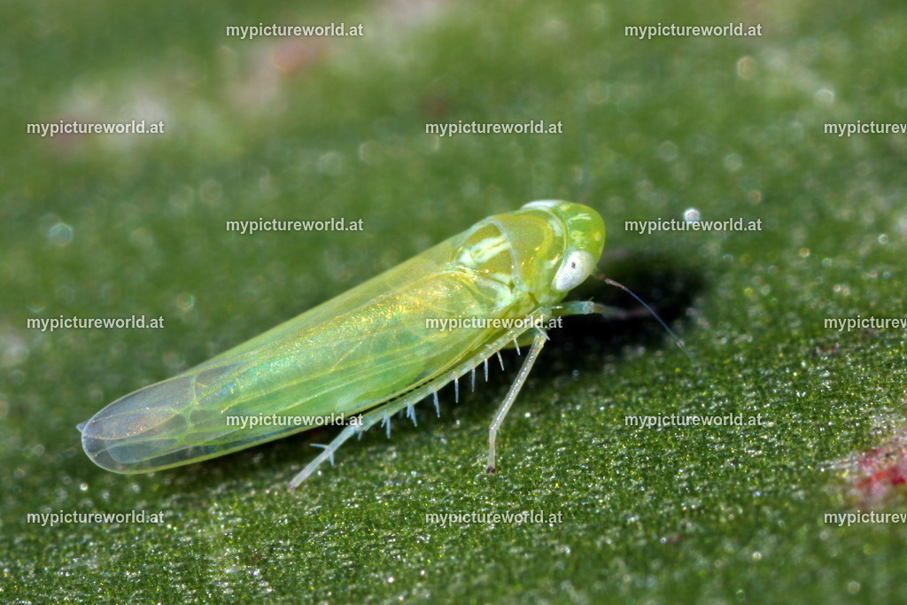 Empoasca pteridis-001 | Das Bilderarchiv über Tiere, Planzen und Landschaften. In der Bilddatenbank finden Sie ein große Auswahl an hochwertigen Bilder für Ihre Werbung - Realisiert mit Pictrs.com