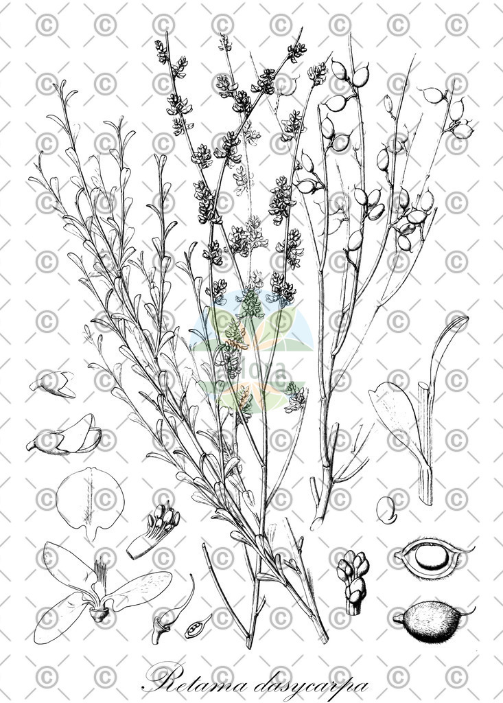 HistAbb_wfo-0000295754_1_ENZY_Simple | Historische Abbildung von Retama dasycarpa - Fabaceae | Historical Illustration of Retama dasycarpa - Fabaceae