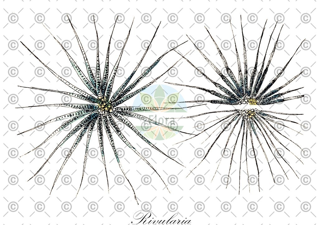 HistAbb_EMP_7531243_1_SIMPLE | Historische Abbildung von Rivularia - Rivulariaceae (0) | Historical Illustration of Rivularia - Rivulariaceae (0)