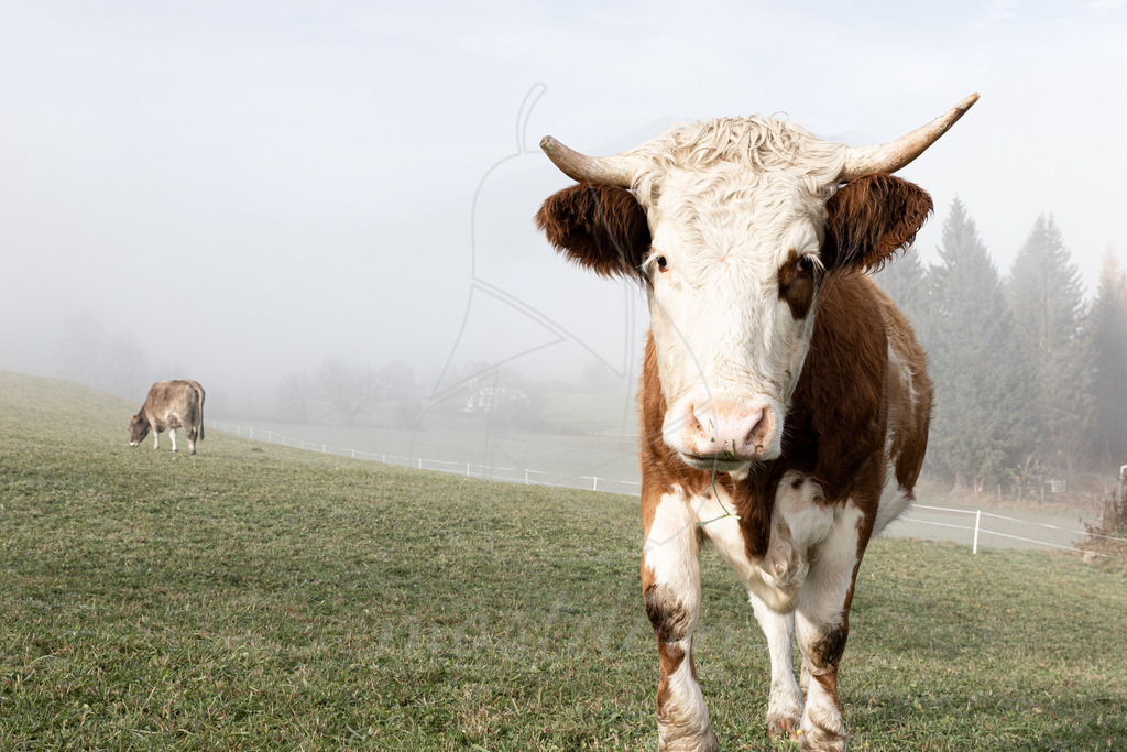 Kuh im Herbstnebel | Ihre Fotografin im Lungau, ihre Fotografin im Mostviertel, Wandbilder Onlineshop, Imagefotos für Ihr Unternehmen,  - Realisiert mit Pictrs.com