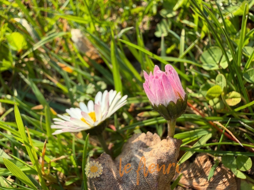 IMG_2671 | Dies ist der Shop von Florian Blum - le fleuri. Langenthal, Bern, Schweiz. Sie können hier meine oder ihre eigenen Fotos als Fotoprodukte kaufen. Tassen, Schlüsselanhänger, Taschen etc. können Sie hier gestalten.  - Realisiert mit Pictrs.com