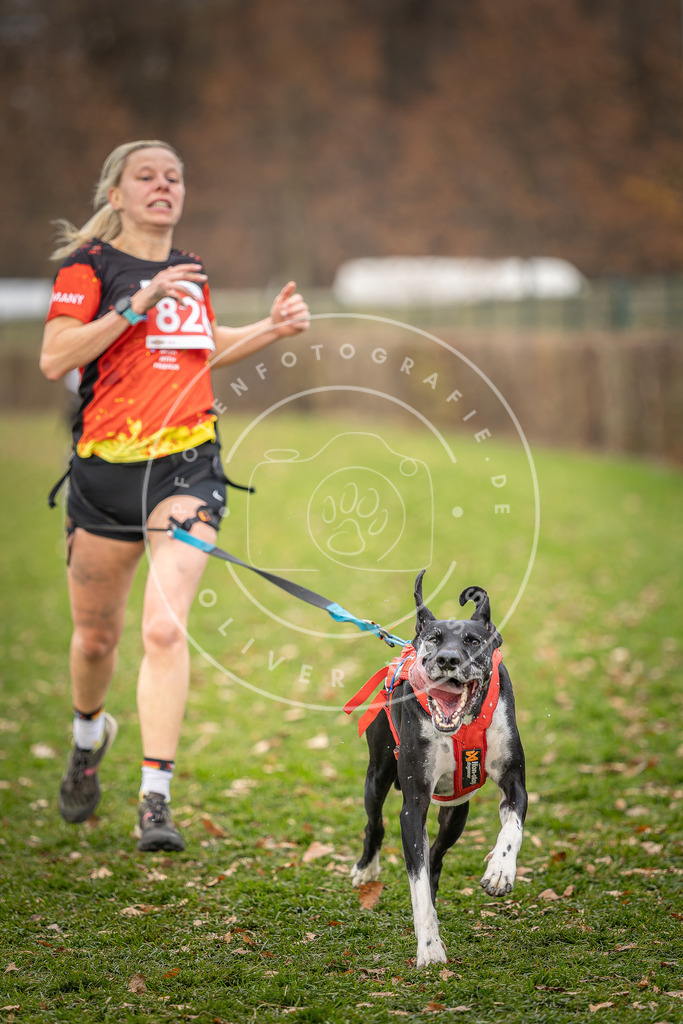 CaniXpix_DV3A6311 | Hundefotografie, Tierfotograf, Pfotenfotografie, Fotoshooting Hund, Hunde Portrait, Hundesport, Hundeportraits, Heideshooting, Hunde, Sportfotograf, Hundefotograf, Turnierhundsport, THS,  - Realisiert mit Pictrs.com