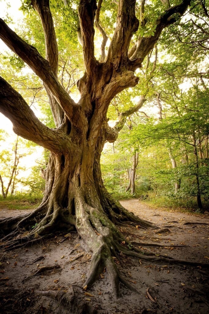 Deutschland Rügen 11 | christophschaarschmidt - Realisiert mit Pictrs.com