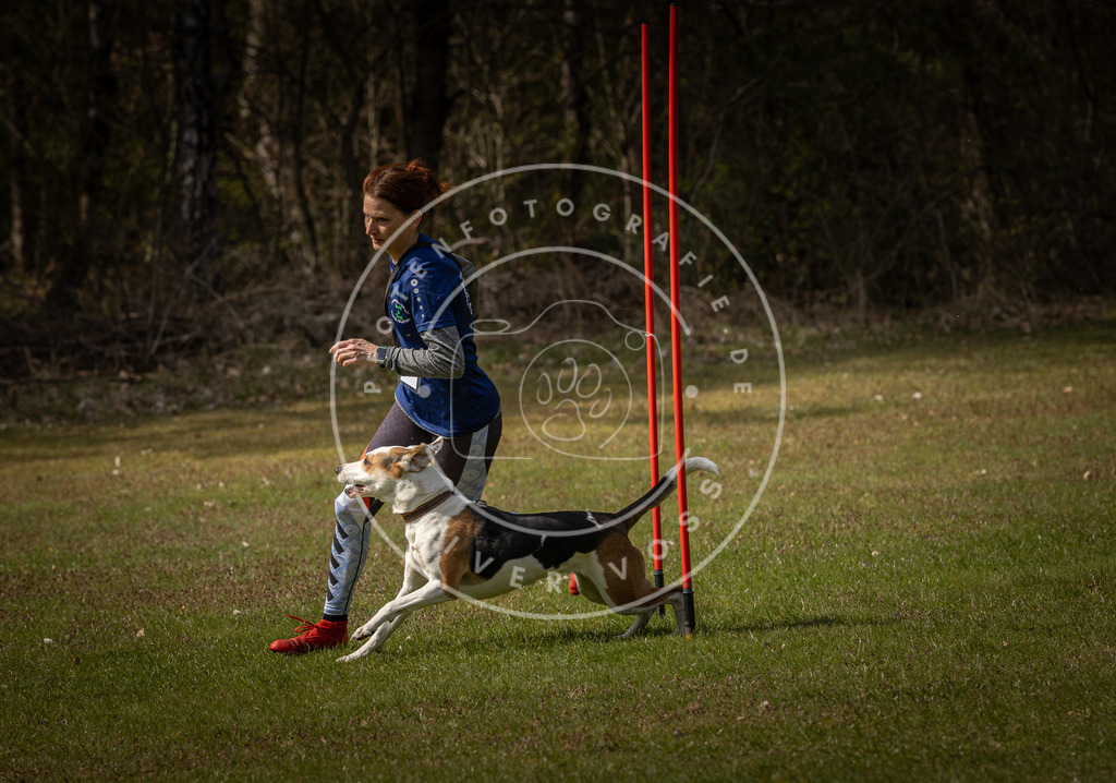 Pfotenfotografie_DV3A4496 | Hundefotografie, Tierfotograf, Pfotenfotografie, Fotoshooting Hund, Hunde Portrait, Hundesport, Hundeportraits, Heideshooting, Hunde, Sportfotograf, Hundefotograf, Turnierhundsport, THS,  - Realisiert mit Pictrs.com