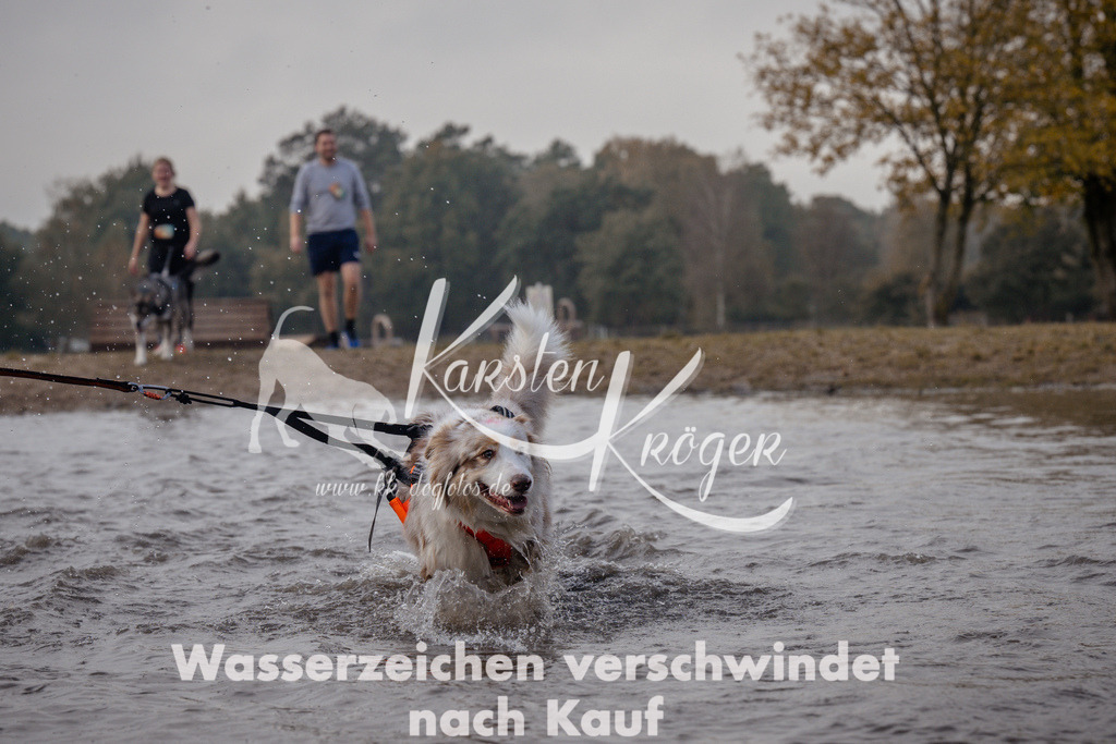 1145_ZZ96522 | kk-dogfotos