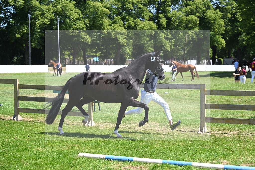 Kat-Nr. 35 Imara US v. Dream Boy_Stahl_19250659 | hf-fotografie - Realisiert mit Pictrs.com