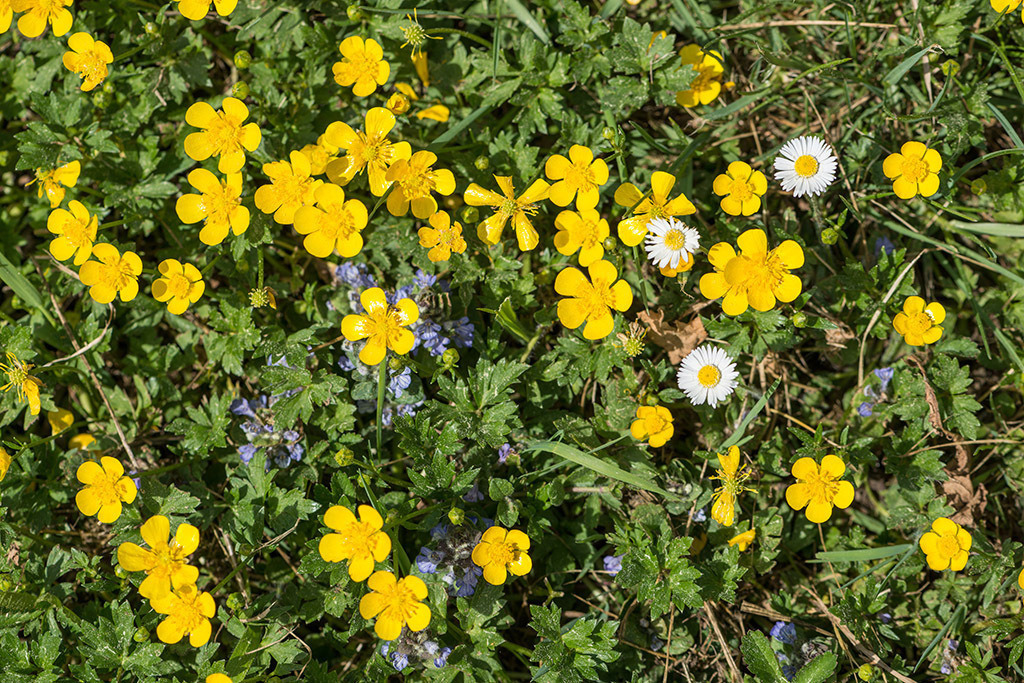 Blumenwiese | Fotos mit schönen Motiven aus der Region Basel. - Realisiert mit Pictrs.com
