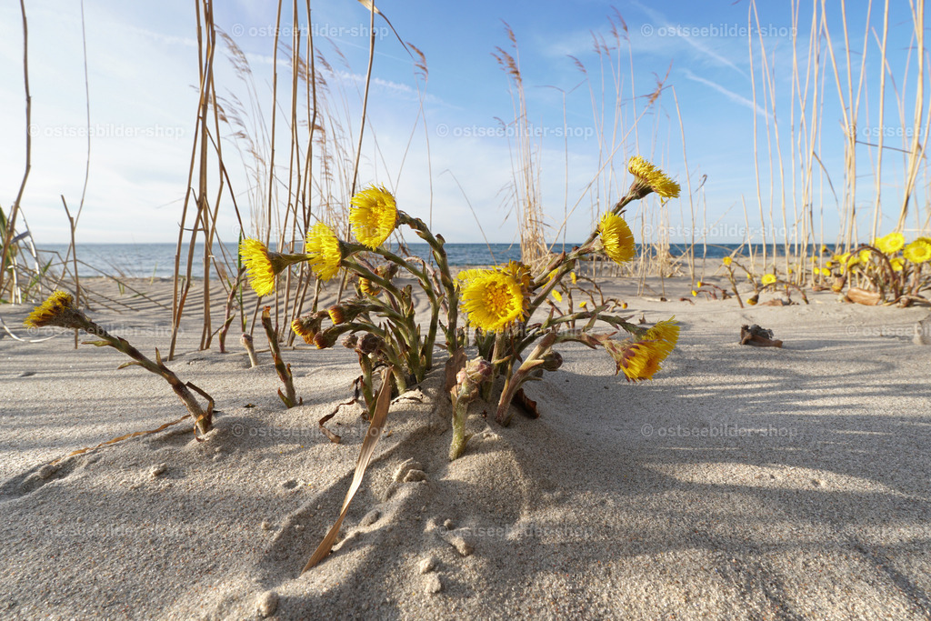 Erste Blüten am Strand | Die leuchtend gelben Blüten des Huflattichs erscheinen oft schon ab Ende März am Strand. Huflattich ist ein Überlebenskünstler, der mit den kargen Bedingungen im Ostseesand gut zurechtkommt.