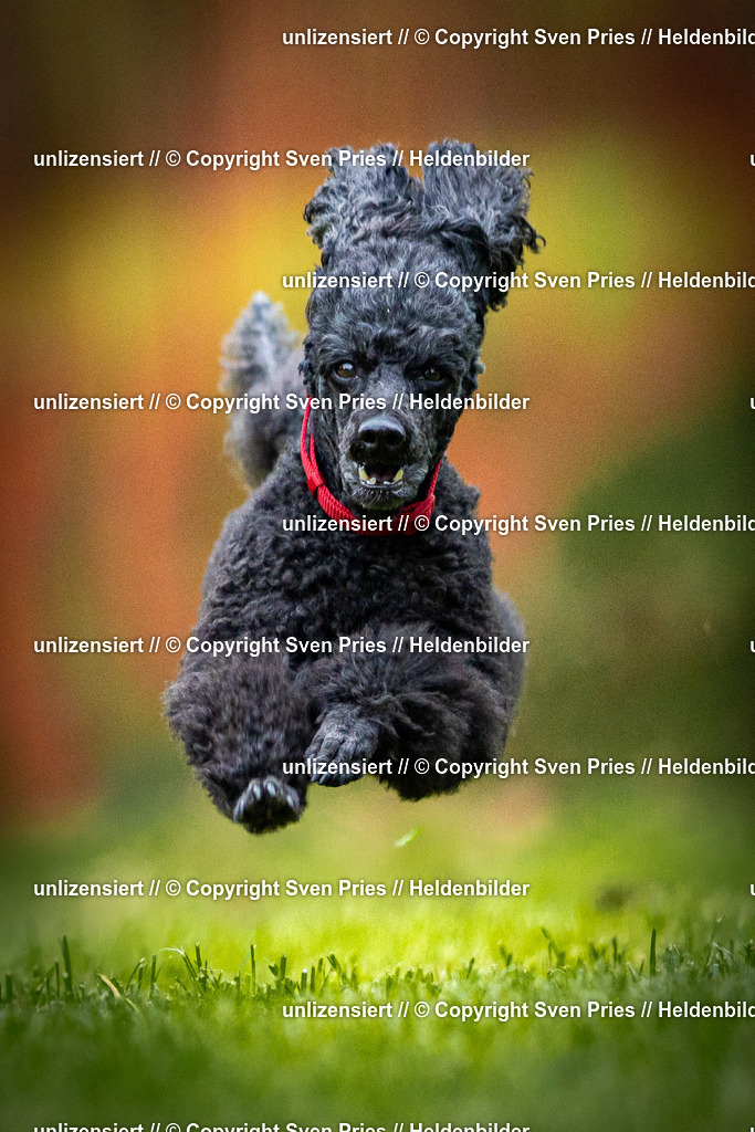 Sven Pries | 2025-09-21 - Hunderennen Baden-Oos - Realisiert mit Pictrs.com